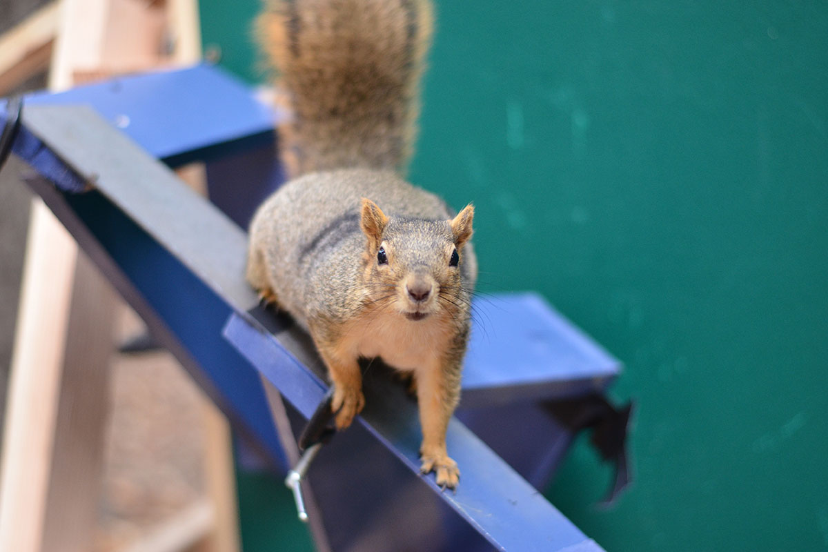 a squirrel climbing on a beam.