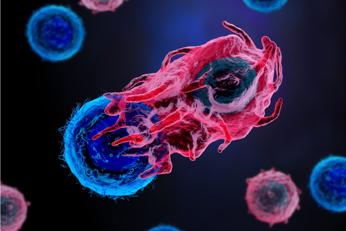 Illustration of a T cell attacking a cancer cell. Photo: Shutterstock.