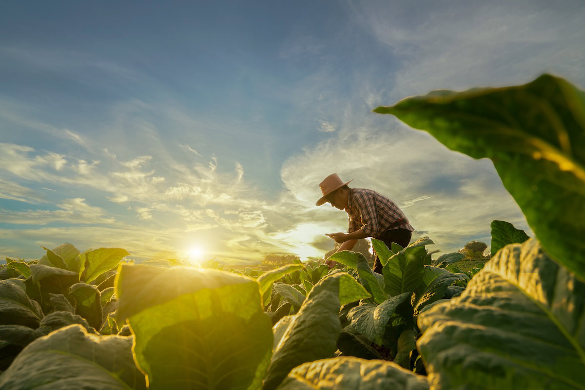 Agriculture worker working in a field with the sun shining.