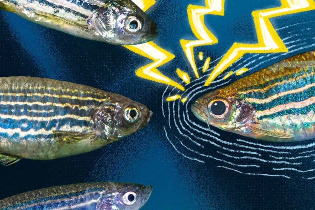 Illustration of several striped zebrafish underwater, with one fish emitting visible ripple-like signals toward another. Yellow lightning-bolt graphics highlight the interaction, representing communication or sensory signaling between the fish. 