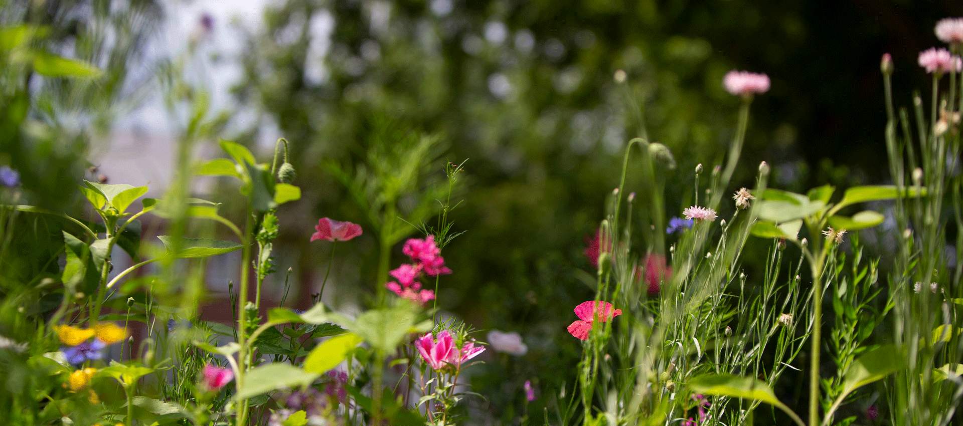 A close-up of colorful wildflowers and greenery growing outdoors, with pink, yellow, and white blooms against a softly blurred background.