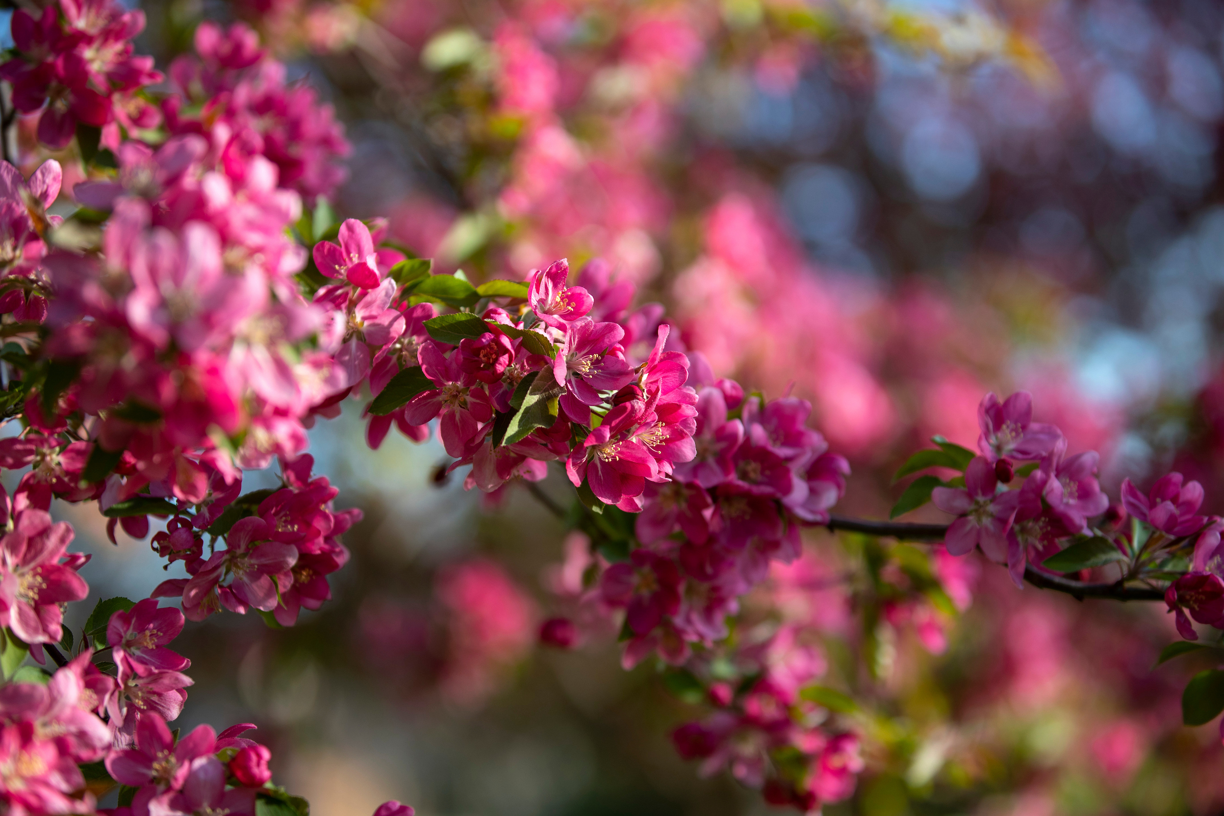 Close-up of bright pink blossoms on tree branches in bloom, with soft sunlight and a blurred background.